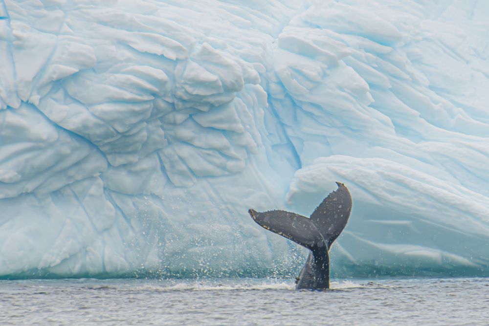 Antarctica Whale Fin 2 artwork