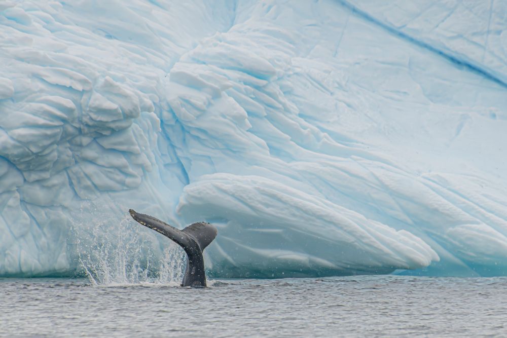 Antarctica Whale Fin 3 artwork
