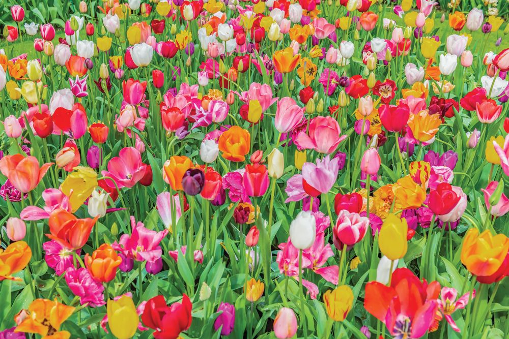 Dutch Tulips 1 artwork