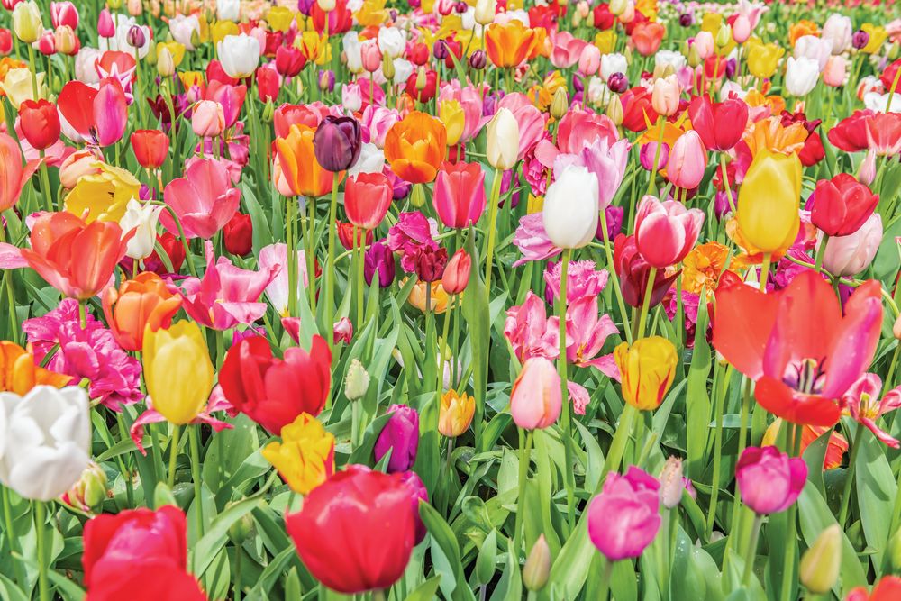 Dutch Tulips 2 artwork