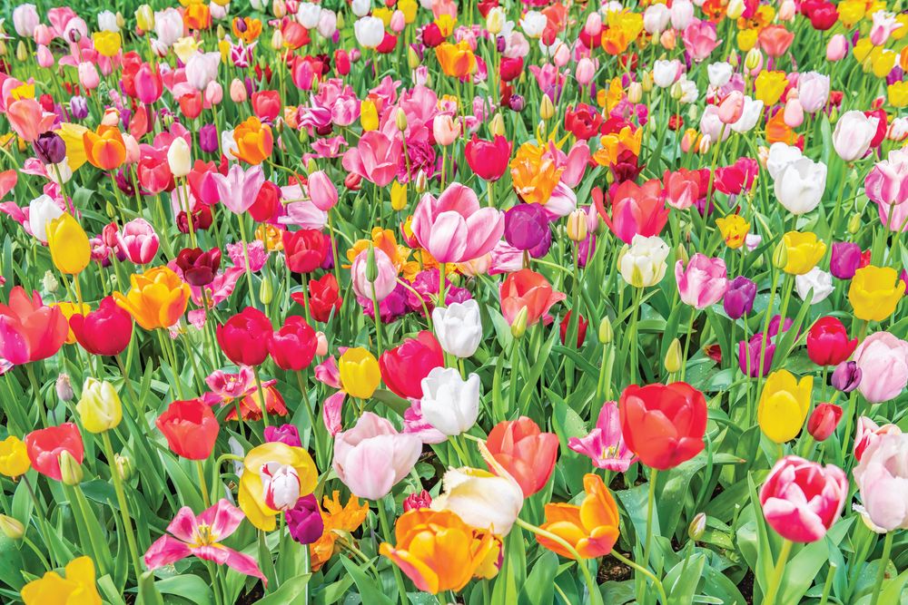 Dutch Tulips 3 artwork