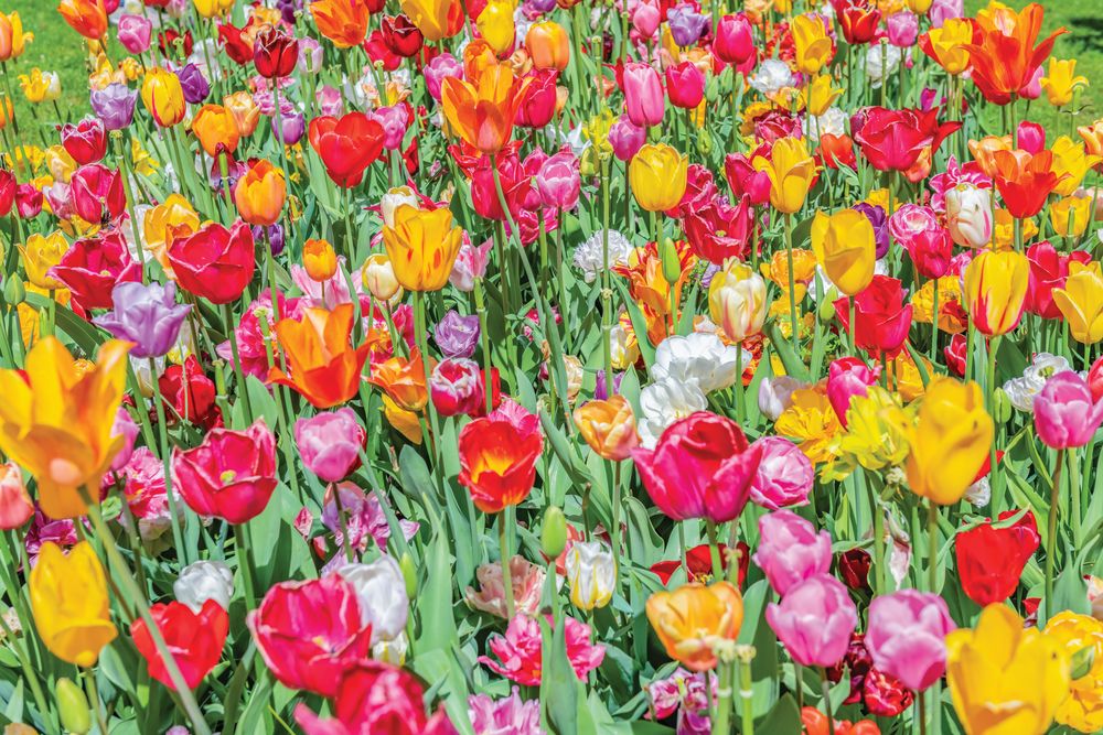 Dutch Tulips 4 artwork