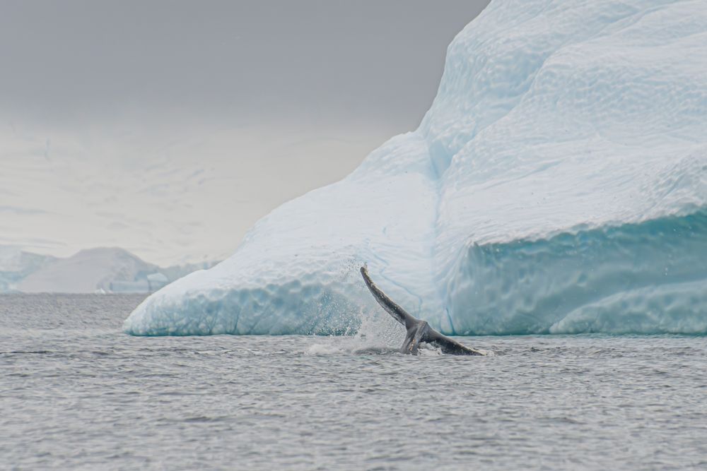 Glacier and Whale 1 artwork