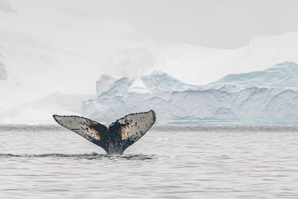 Humpback Fin 2 artwork