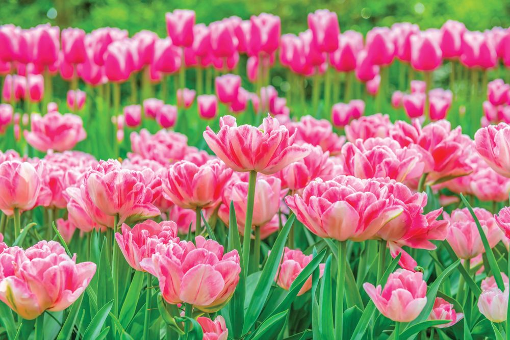 Pink Tulips 1 artwork