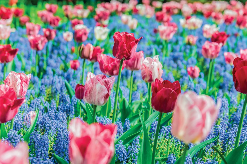 Tulip Bloom 1 artwork