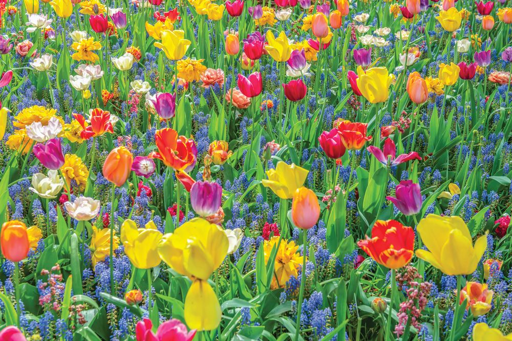 Tulips and Hyacinth 1 artwork
