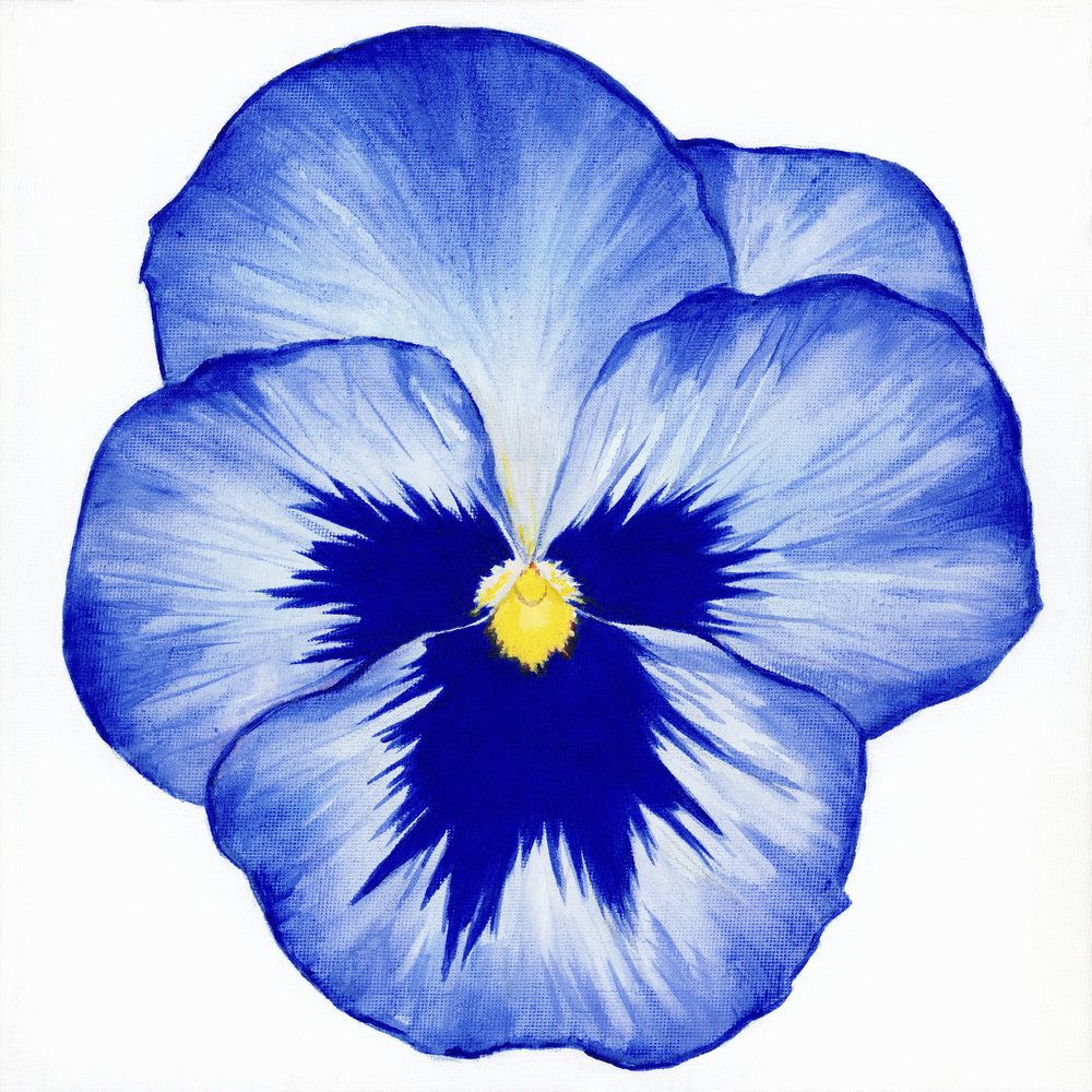 Pansy 1 artwork