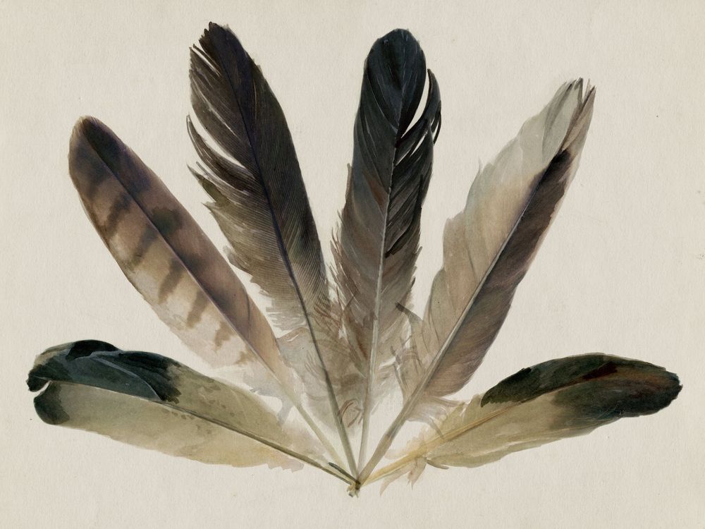 Feather Fan 1 artwork