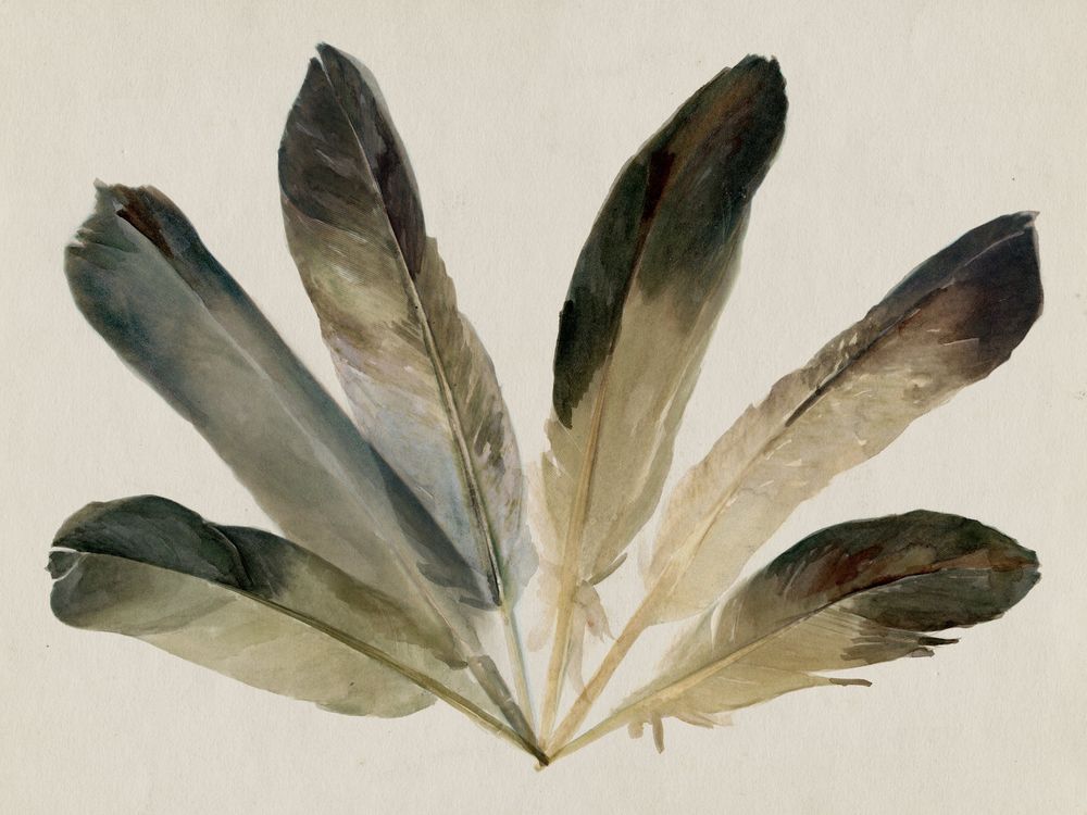 Feather Fan 2 artwork
