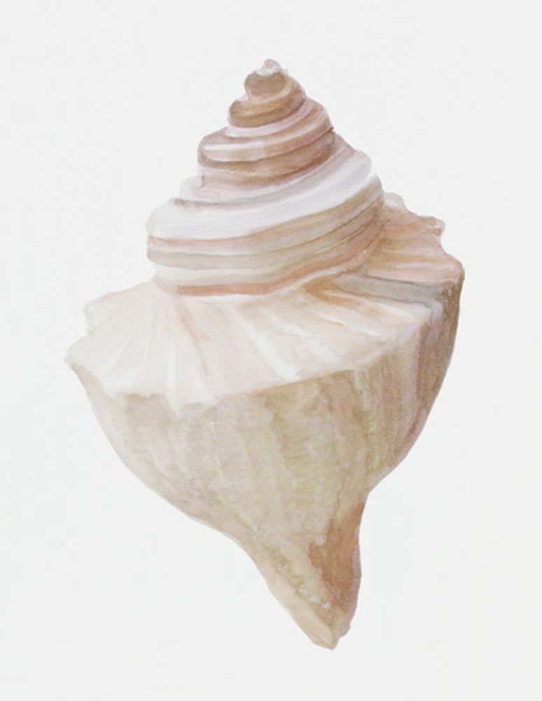 Shell Study 2 artwork