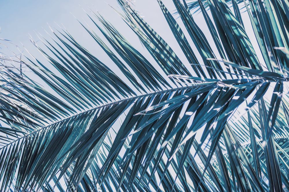 Electric Palms 1 artwork