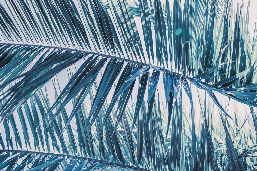 Electric Palms 2 artwork