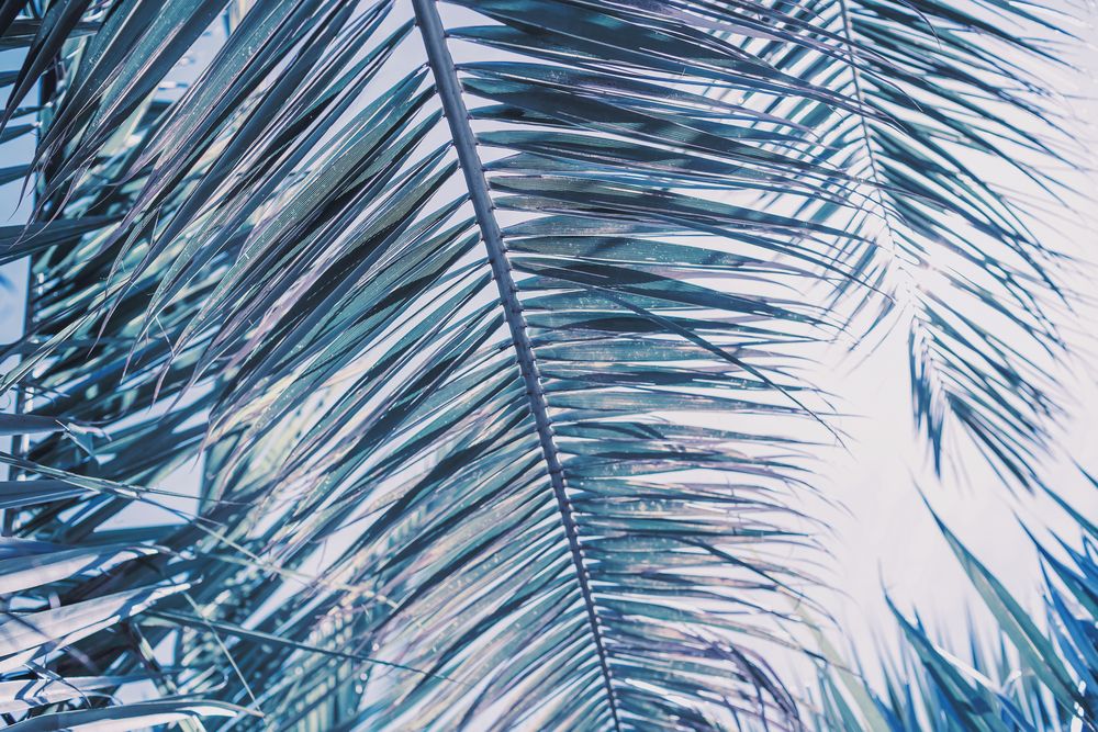 Electric Palms 3 artwork