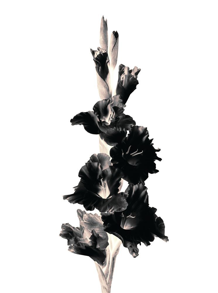 Flora Noir 1 artwork