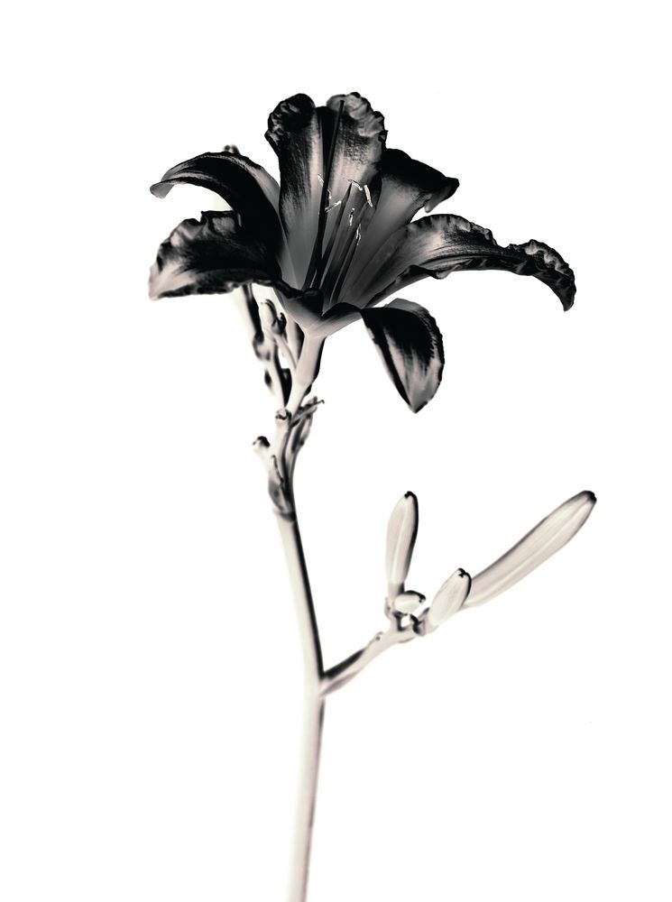 Flora Noir 2 artwork