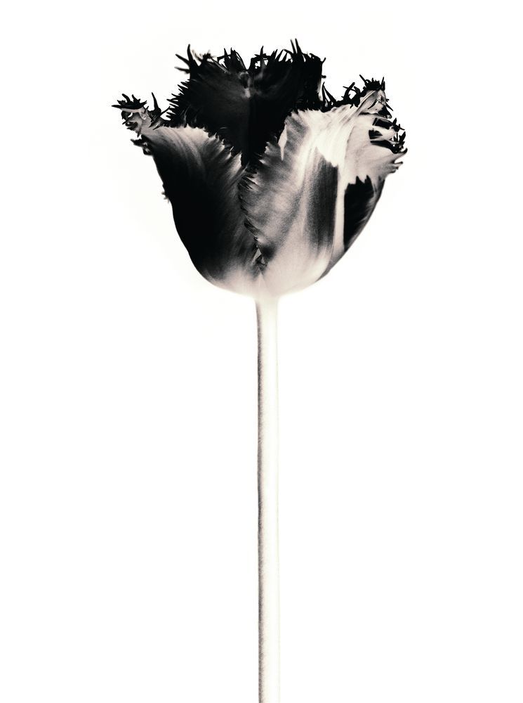 Flora Noir 5 artwork