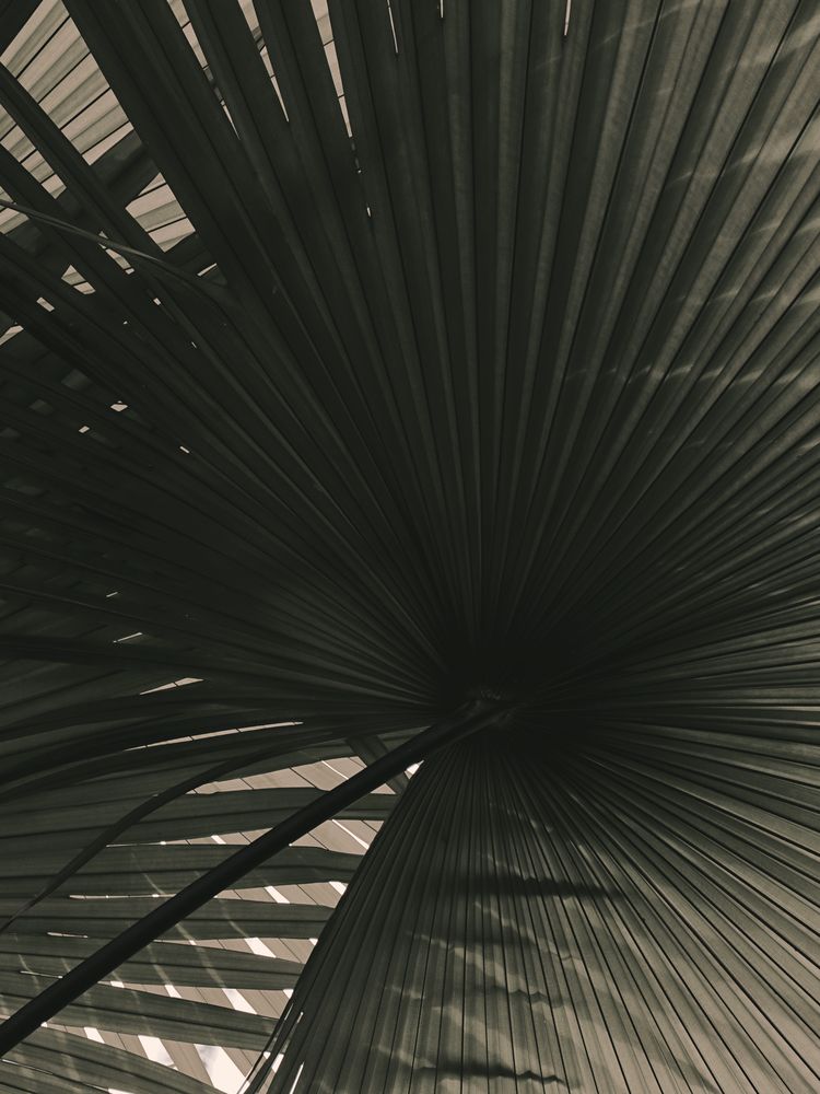 In the Shade 1 artwork