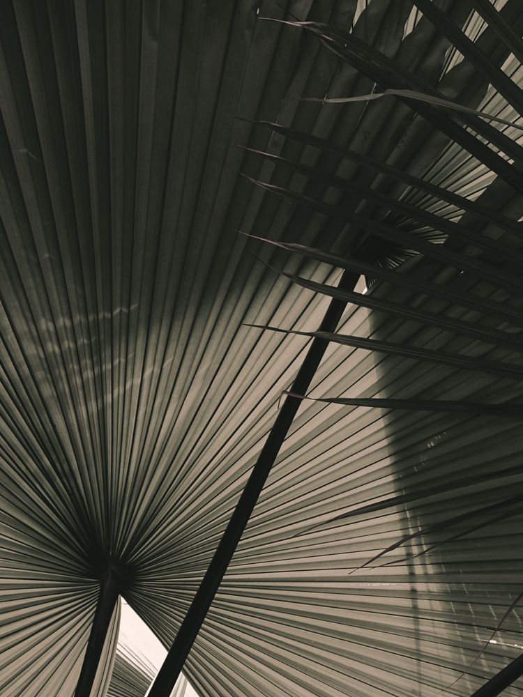 In the Shade 2 artwork