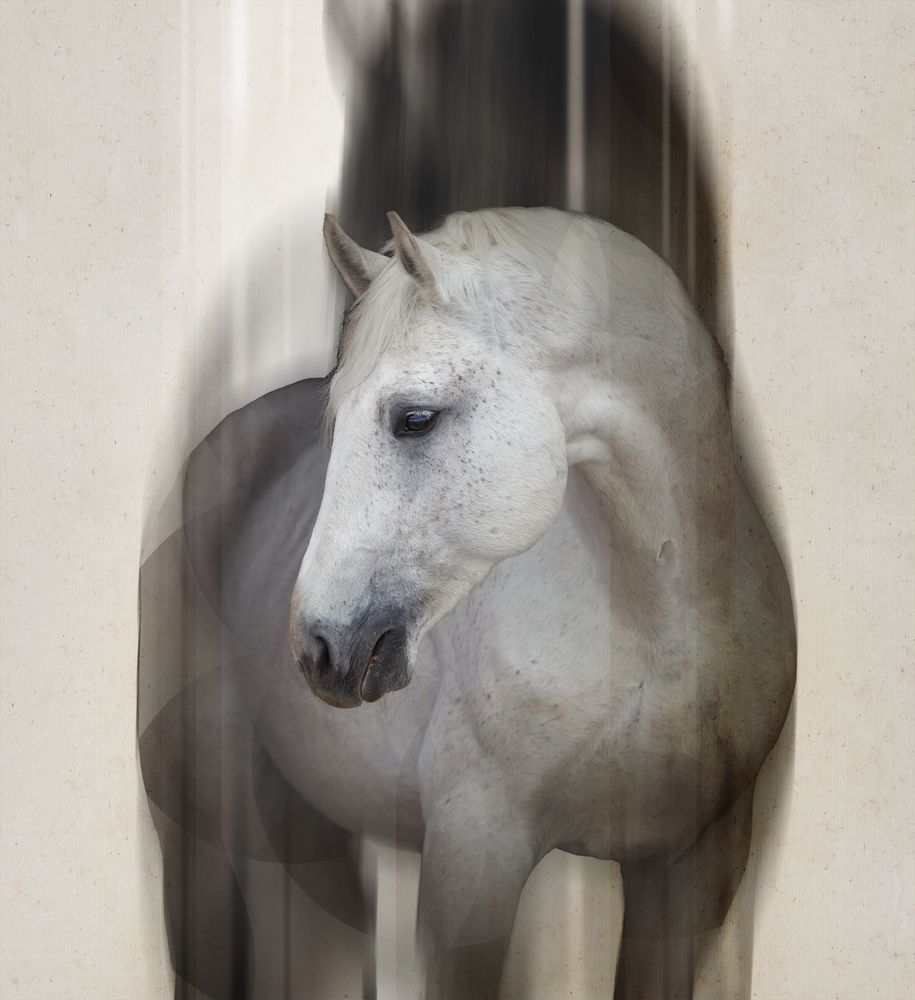 Lady Gray 1 artwork