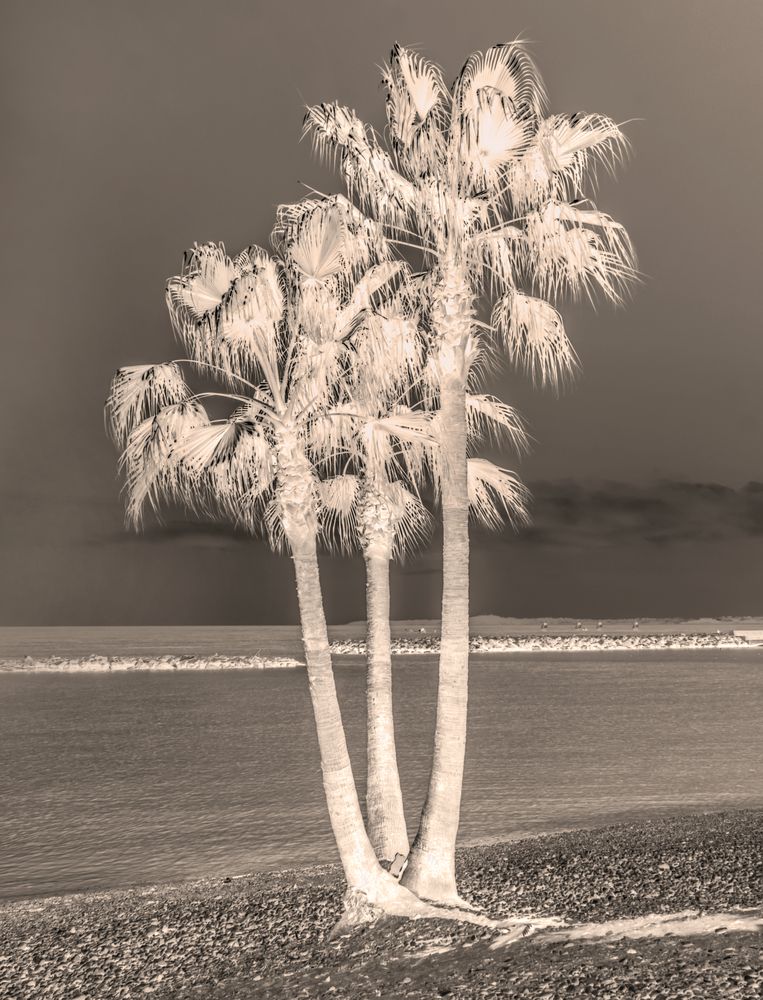 Palms 1 artwork