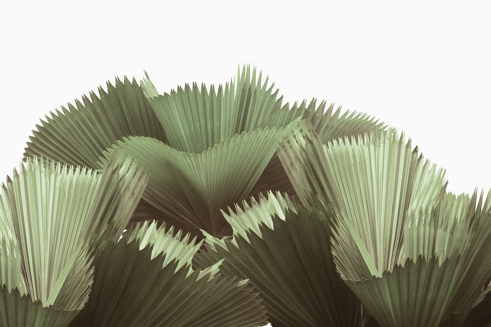 Tropical Leaves 1 artwork
