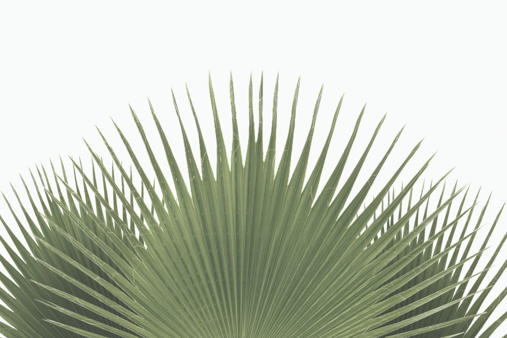 Tropical Leaves 2 artwork