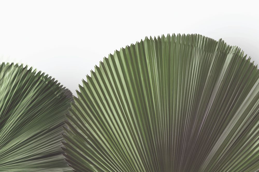 Tropical Leaves 4 artwork