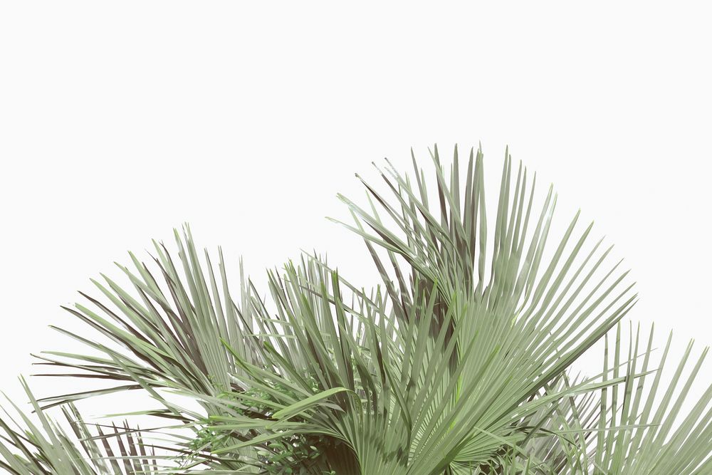 Tropical Leaves 5 artwork