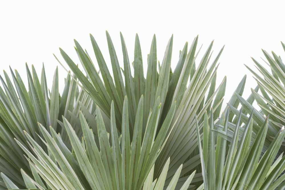Tropical Leaves 6 artwork