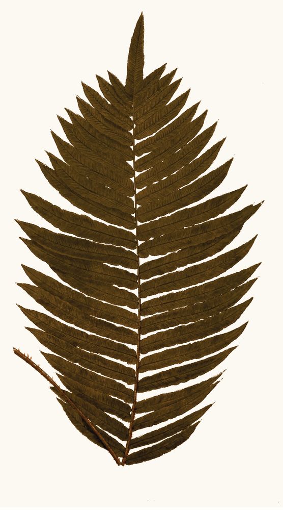 Aged Undergrowth 1 — artwork
