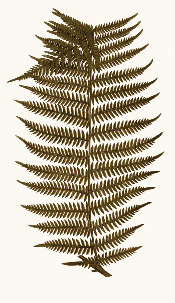 Aged Undergrowth 6 — artwork