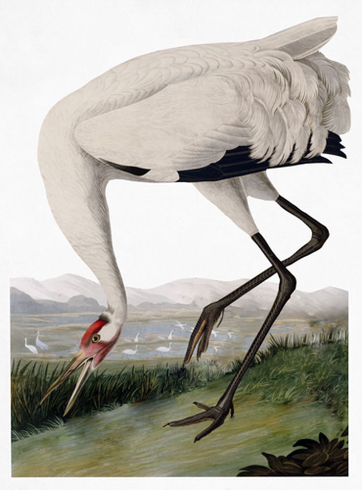 Audubon Heritage 2 artwork