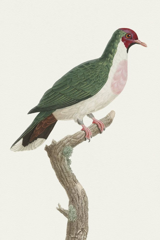 Avian Archive 1 artwork