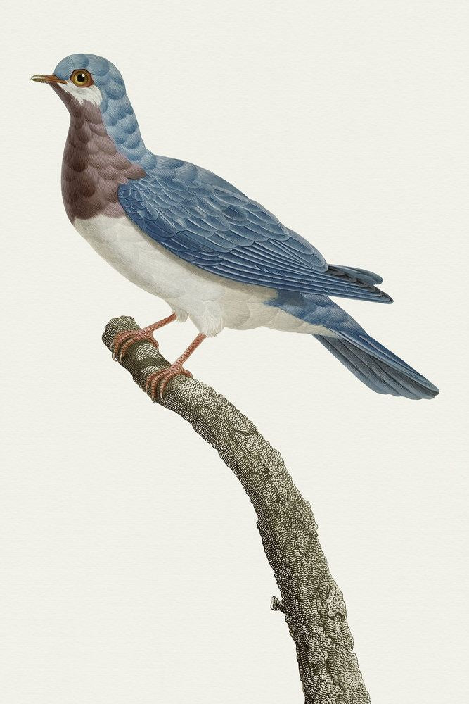 Avian Archive 3 artwork