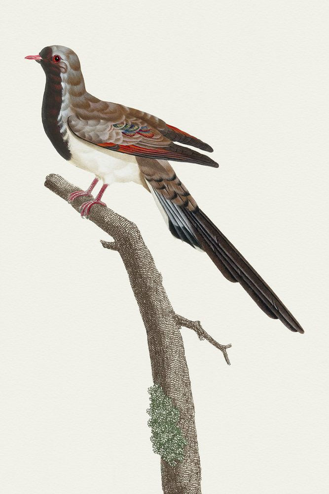 Avian Archive 4 artwork