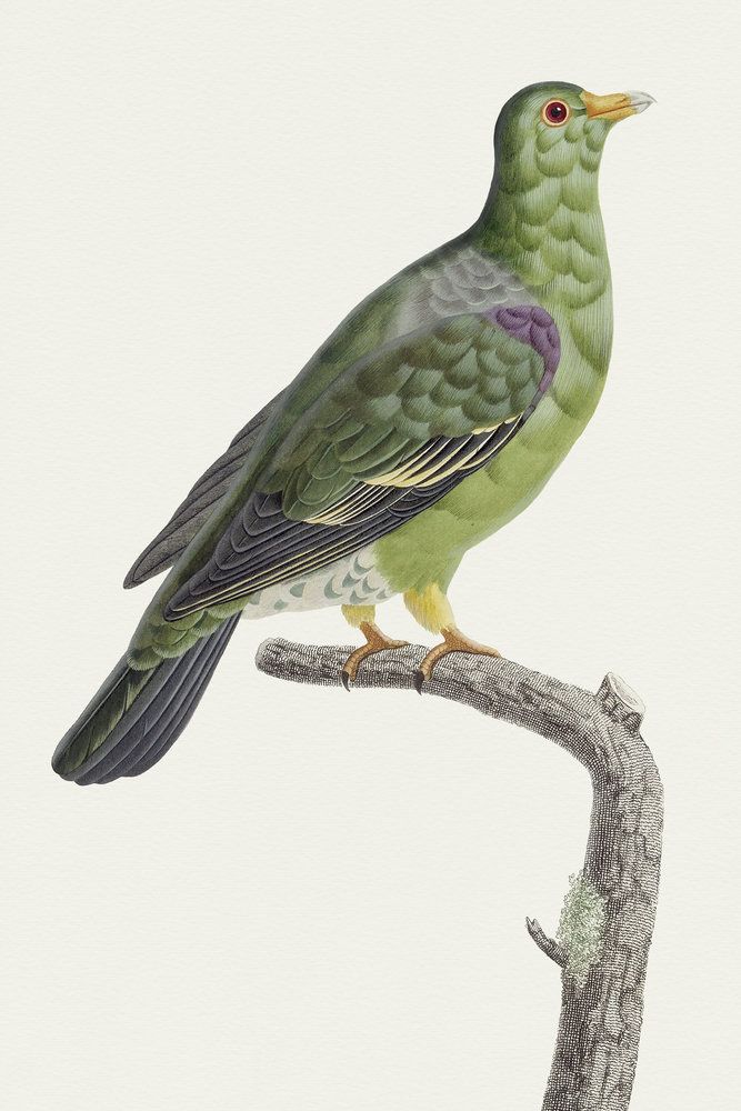 Avian Archive 6 artwork