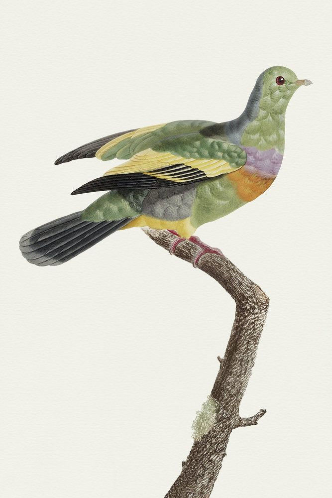 Avian Archive 7 artwork