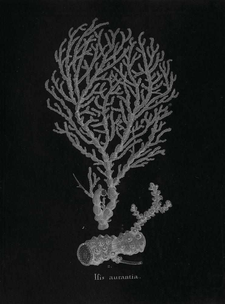 Briny Deep 5 artwork