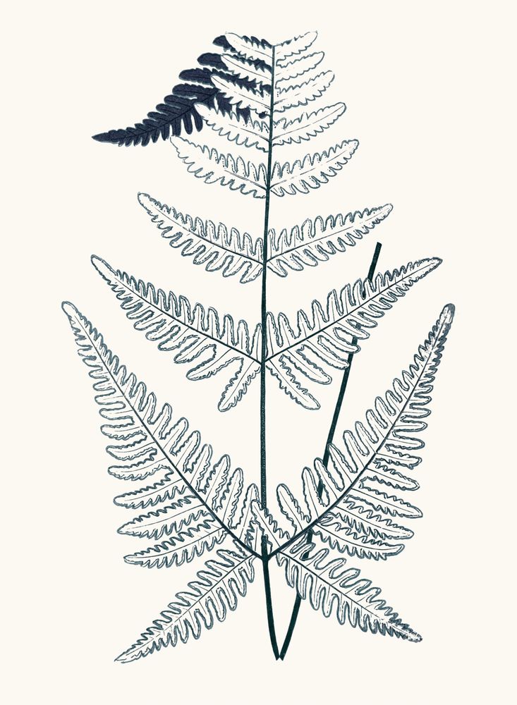 Bracken Blues 2 artwork