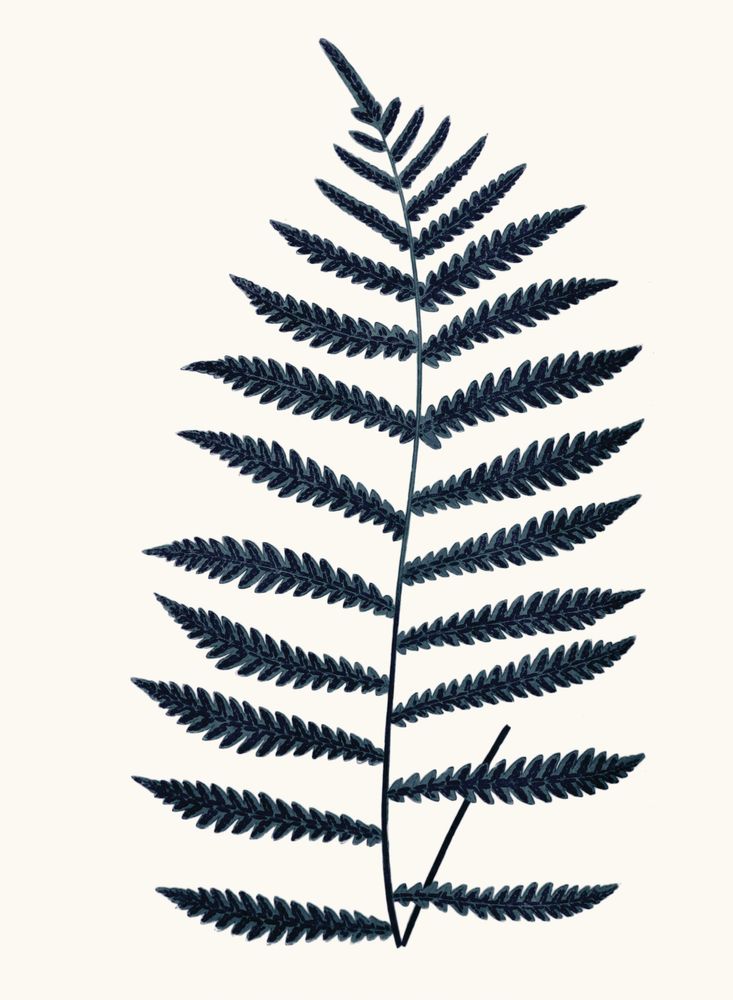 Bracken Blues 5 artwork