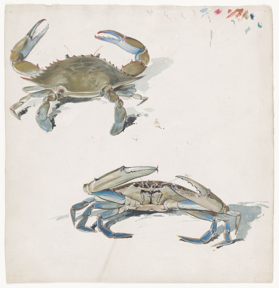 Blue Crab Shuffle 1 artwork