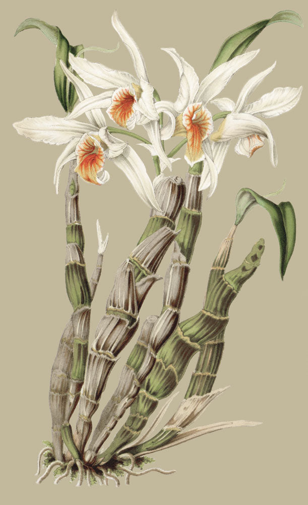 Botanical Jungle 1 artwork