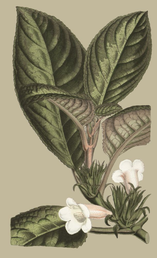 Botanical Jungle 3 artwork
