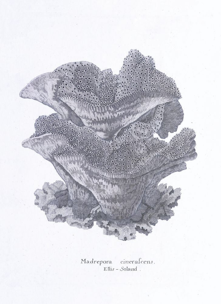 Cultivated Antiquity 6 artwork