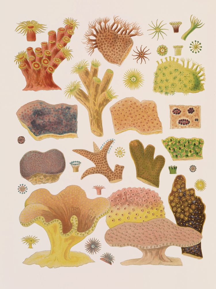 Colorful Corals 1 artwork