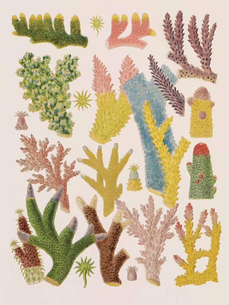 Colorful Corals 2 artwork