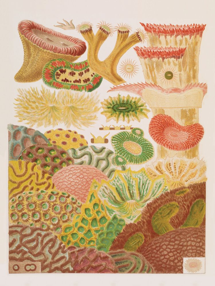 Colorful Corals 3 artwork