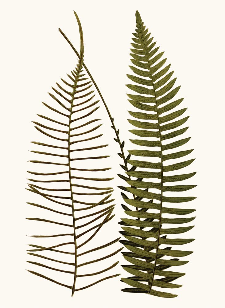 Elevated Undergrowth 3 artwork