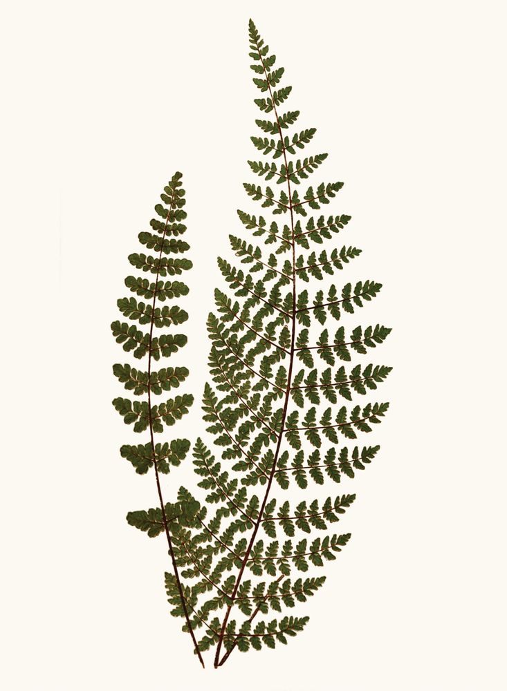 Elevated Undergrowth 6 artwork